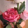 Tort personalizat Trandafiri Naturali in Frosting-3